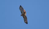 Buteo-jamaicensis.jpg