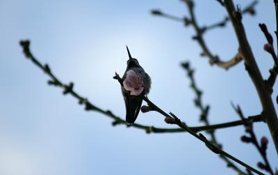 dawn bird.jpg