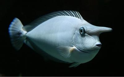 fish.jpg