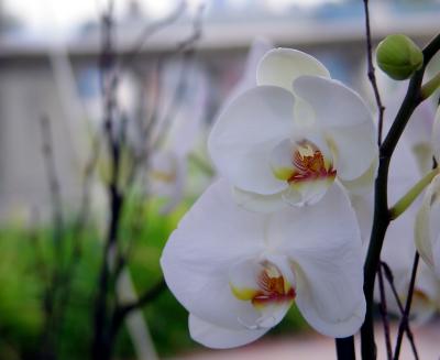 orchid.jpg