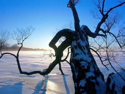 Gnarled Tree on the Frozen Ottawa River