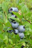 Blueberries