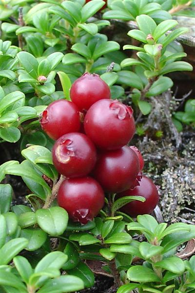 Partridge Berries