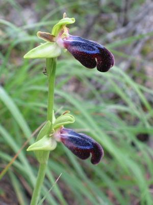 Ophrys Iricolor