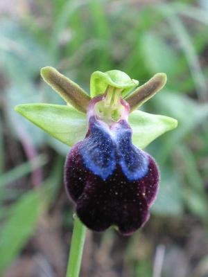 Ophrys Iricolor
