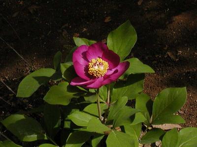 Coral paeony