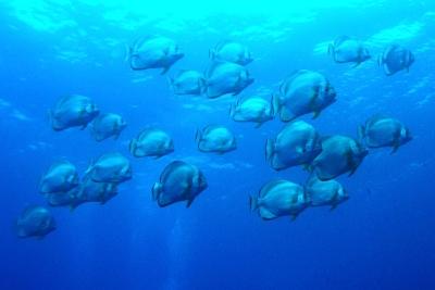 Red Sea May 2004