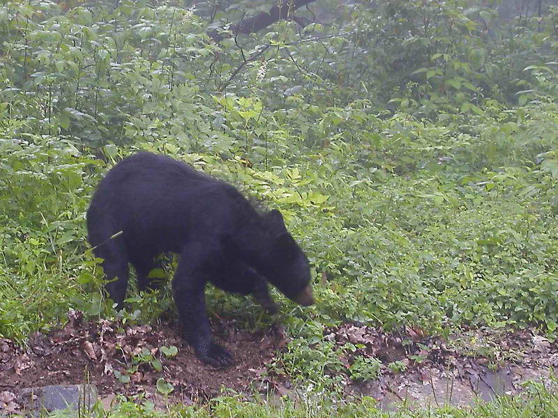 Black Bear