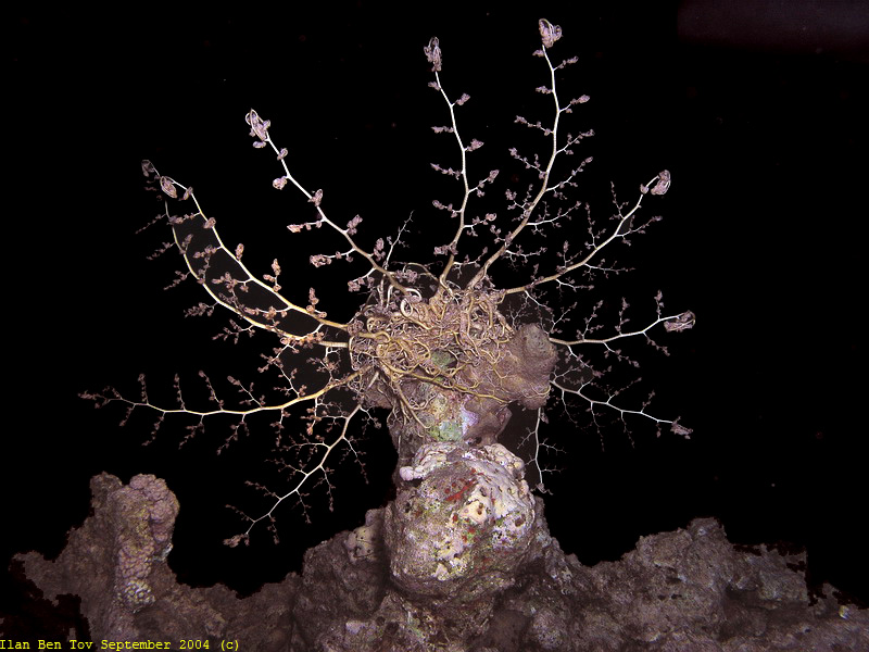 Basket Star