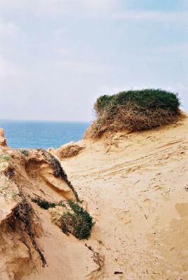 u41/ilanphoto/medium/27055332.68820110137pb.jpg