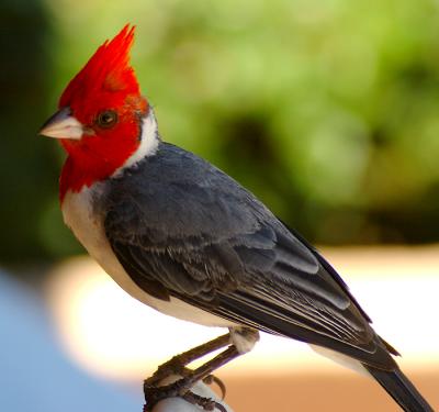 Cardinal