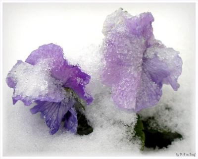 Pansy in the Snow