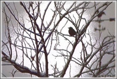 Blackbird and Weather Vane