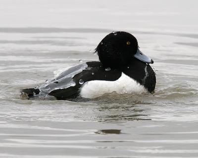 Tufted Duck Bathing