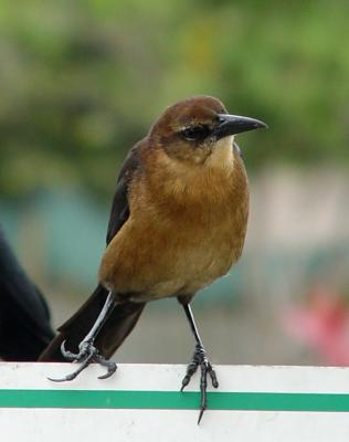 Female Boat Tailed Grackle?