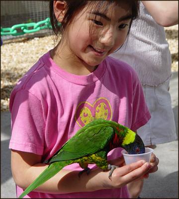 Inside the Lorikeet Enclosure at Butterfly World