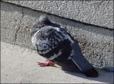 Cold Pigeon