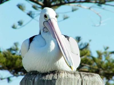 pelicans