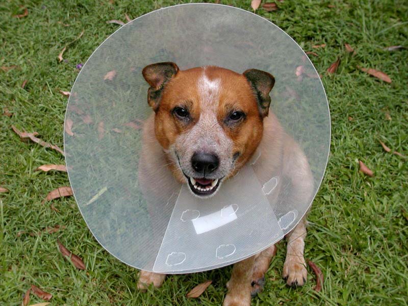 Collar1 copy.jpg