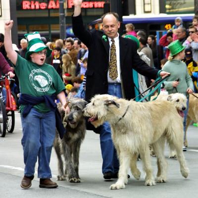 Irish Wolfhounds