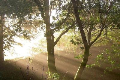 Morning sun from the kitchen window