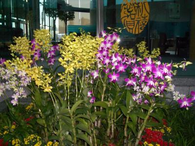 Orchids2005-02-09 005.JPG