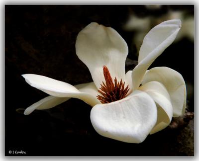 u41/jarrell/medium/26632461.Magnoliasingle.jpg