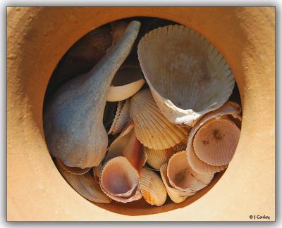 u41/jarrell/medium/26861728.Shells.jpg