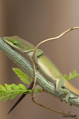 Green Anole Lizard