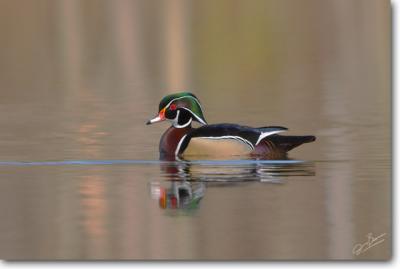 Wood Duck