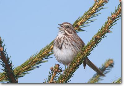Song Sparrow