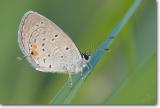 <!-- CRW_4202_small.jpg -->Eastern Tailed Blue