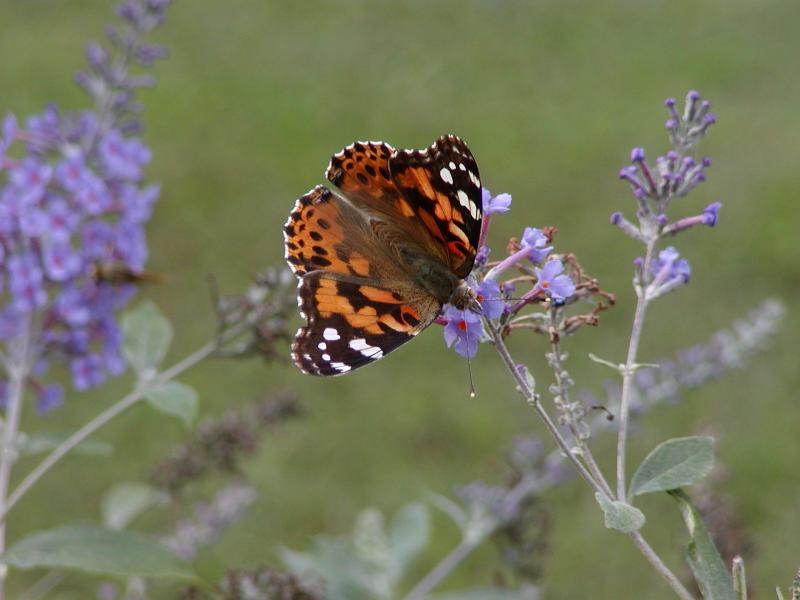 Painted Lady