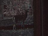 Deer In Yard-Six Pointer