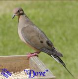 Mourning Dove