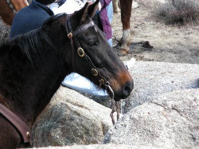 Mark's horse, Siete Leguas