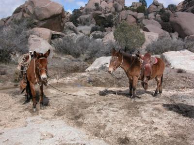 Ricardo's mules