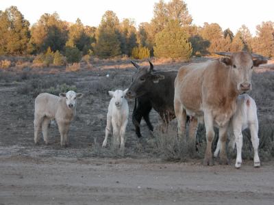 Range Cattle