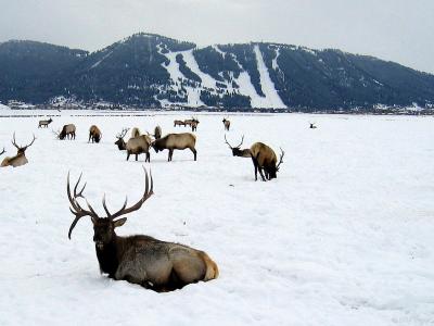 Jackson Elk Preserve