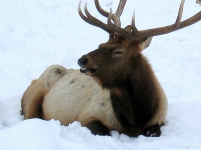 Elk Smile