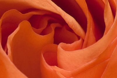 Close-up shots of flowers with MP-E