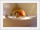 Beetle Spin