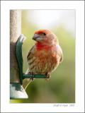 On the Feeder