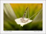 September Mayfly