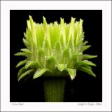 Cone Bud