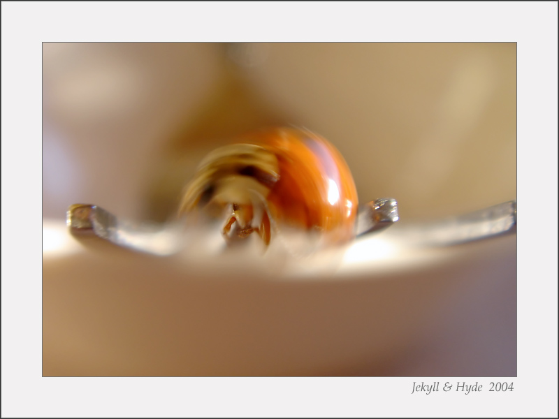 Beetle Spin