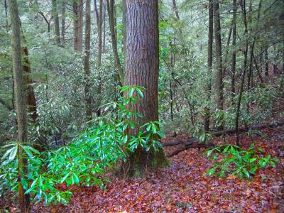 tabler_trail1_web.jpg