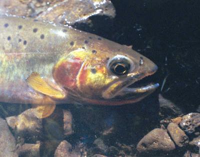 Westslope Cutthroat Trout