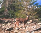 blacktail deer