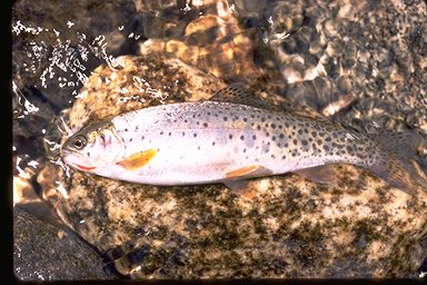 Female Westslope Cutthroat Trout